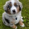 Toy/Mini Aussie