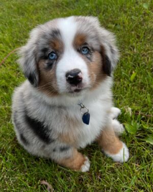 Toy/Mini Aussie