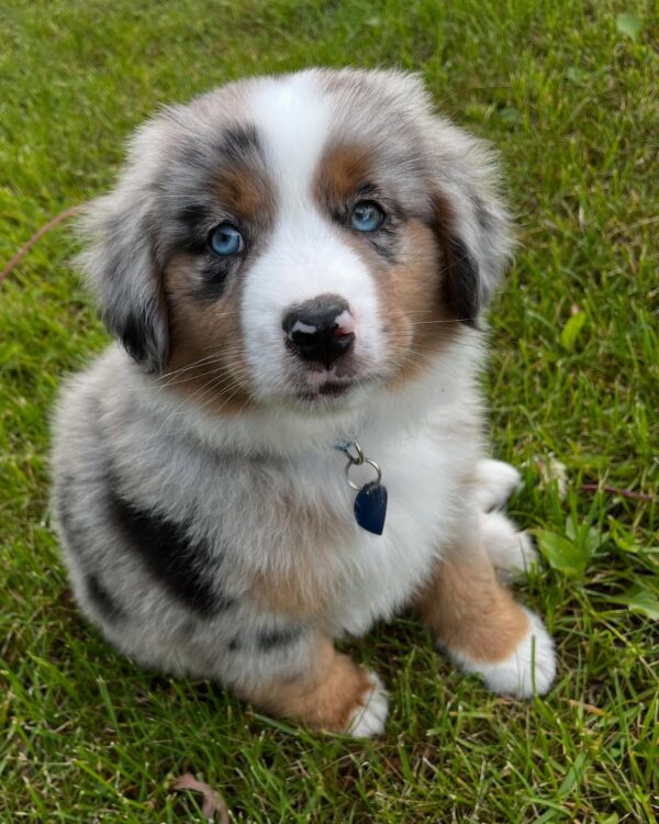 Toy/Mini Aussie