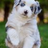 Toy/Mini Aussie