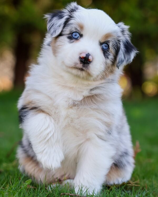 Toy/Mini Aussie