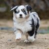 Toy/Mini Aussie