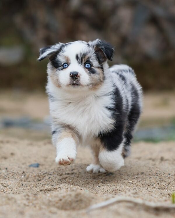Toy/Mini Aussie
