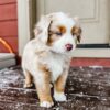 Toy/Mini Aussie