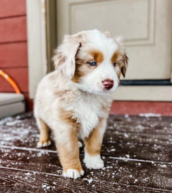 Toy/Mini Aussie